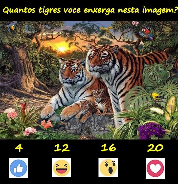 Quantos tigres você enxerga nesta imagem