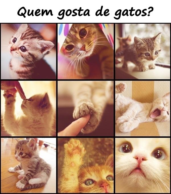 Quem gosta de gatos