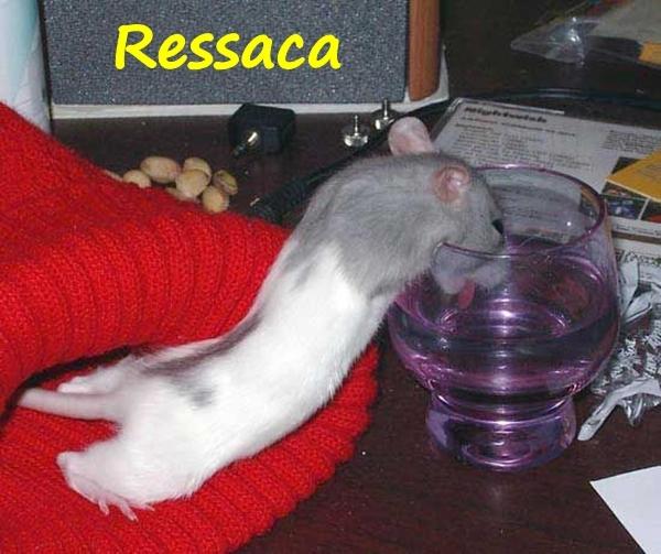 Ressaca