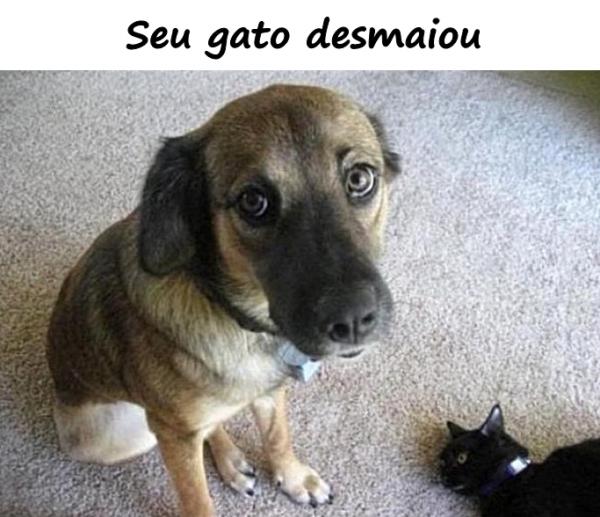 Seu gato desmaiou