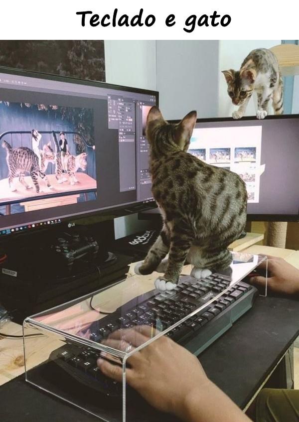 Teclado e gato