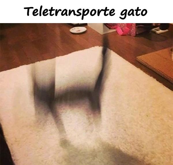 Teletransporte gato