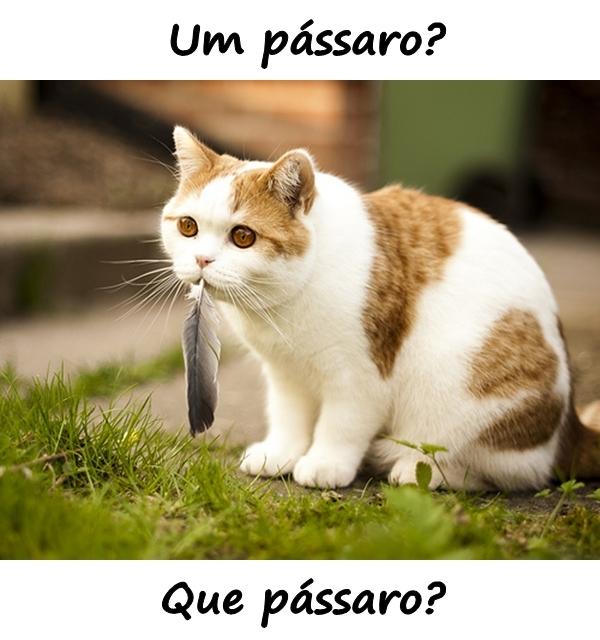 Um pássaro? Que pássaro