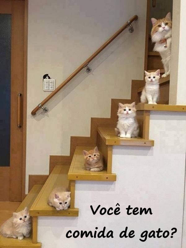 Você tem comida de gato