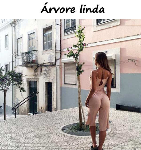 Árvore linda