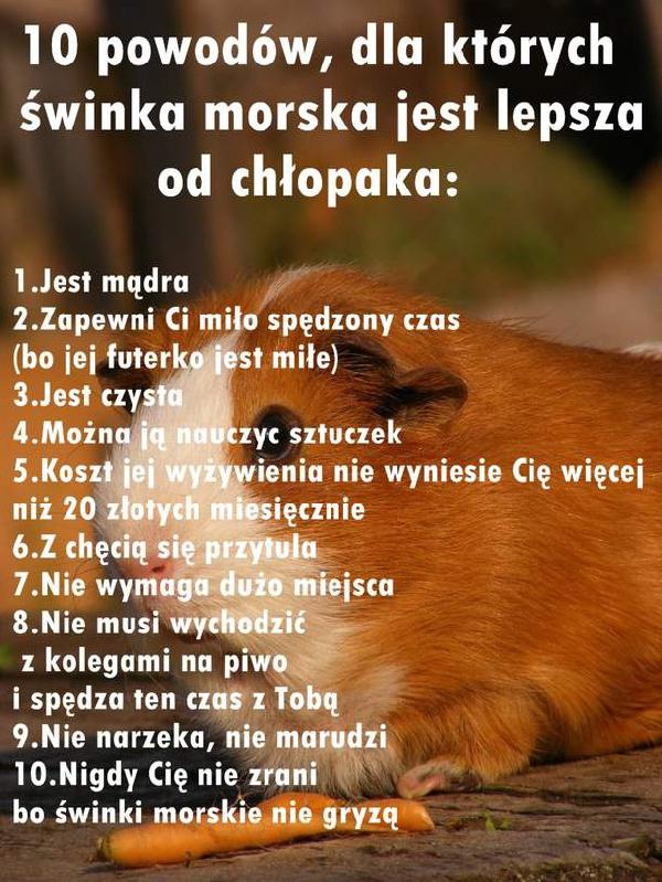 10 powodów, dla których świnka morska jest lepsza od