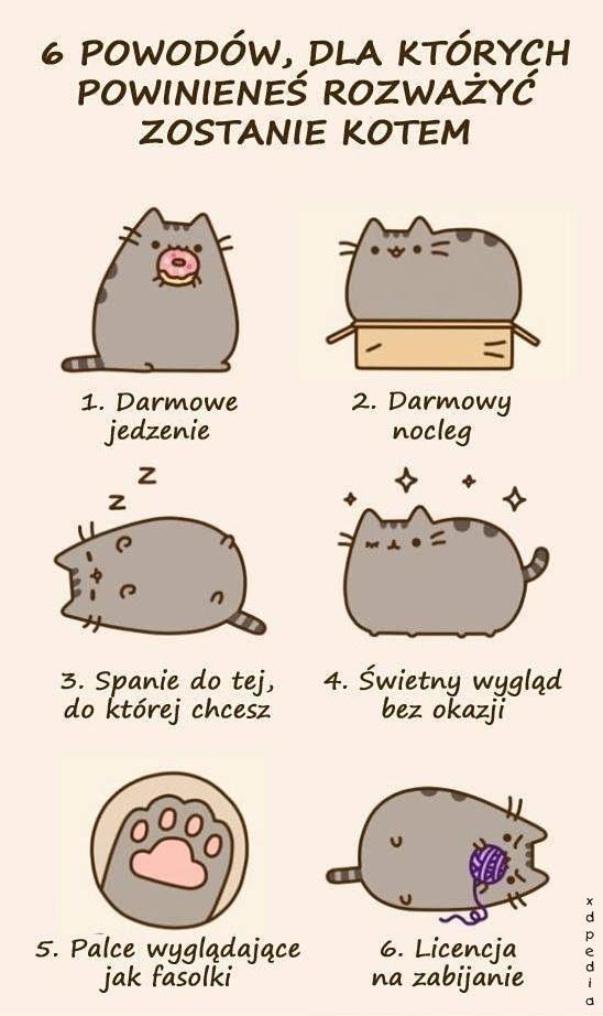 6 powodów, dla których powinieneś rozważyć zostanie kotem