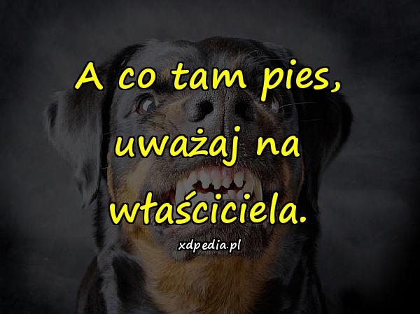 A co tam pies, uważaj na właściciela