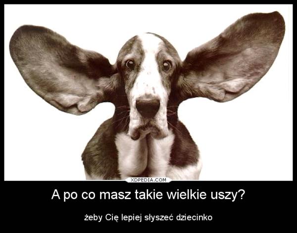 A po co masz takie wielkie uszy? Żeby Cię lepiej słyszeć