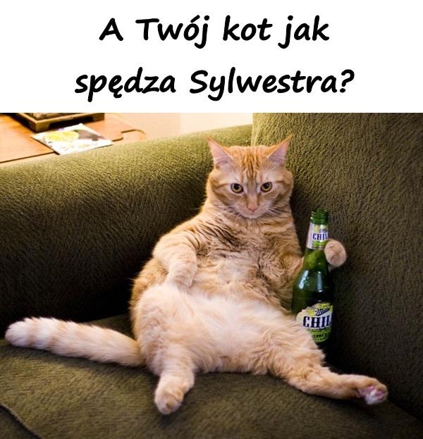 A Twój kot jak spędza Sylwestra