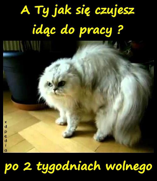 A Ty jak się czujesz idąc do pracy? po 2 tygodniach wolnego