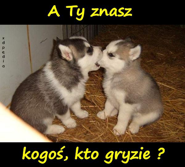 A Ty znasz kogoś, kto gryzie