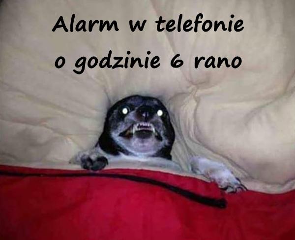 Alarm w telefonie o godzinie 6 rano