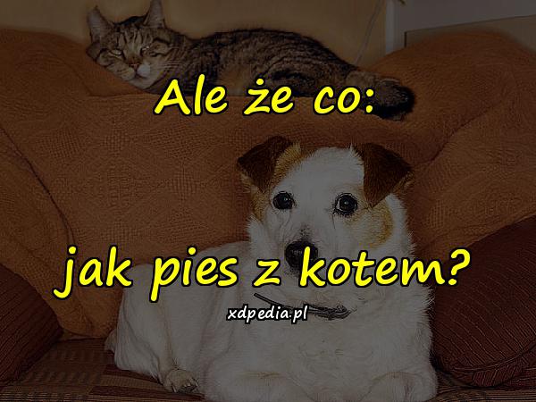 Ale że co: jak pies z kotem