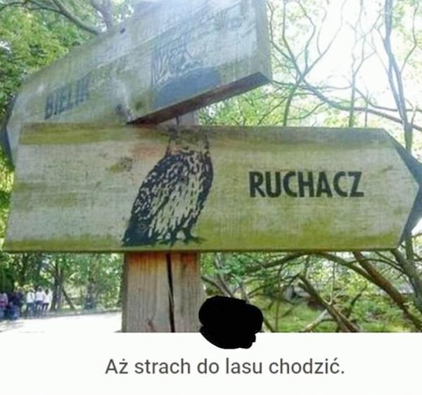 Aż strach chodzić do lasu