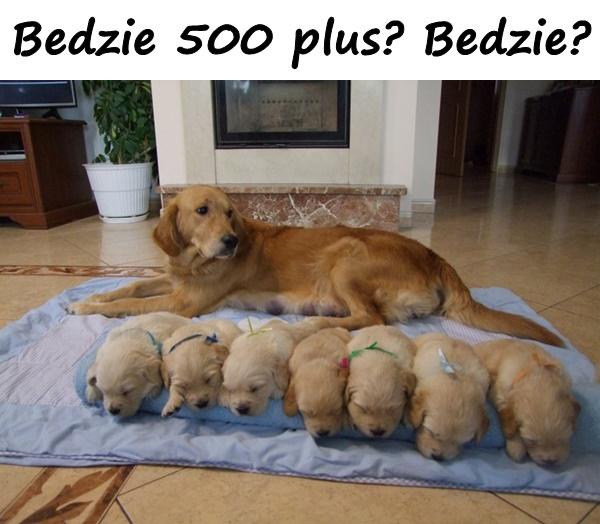 Bedzie 500 plus? Bedzie