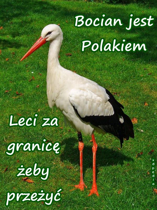 Bocian jest Polakiem. Leci za granicę żeby przeżyć