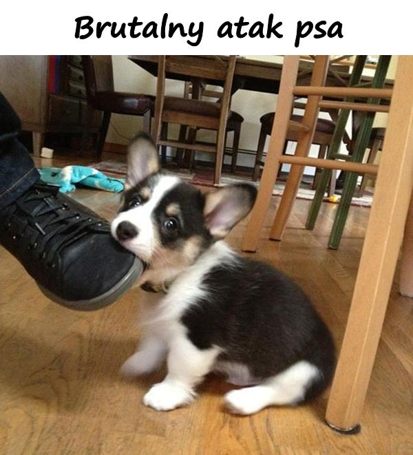 Brutalny atak psa