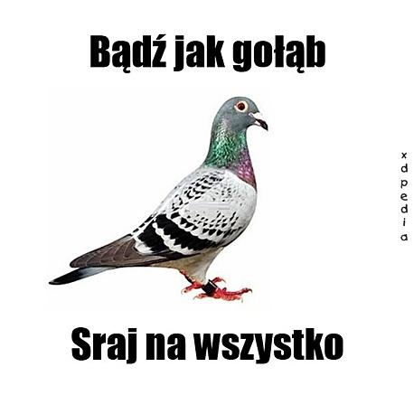 Bądź jak gołąb raj na wszystko