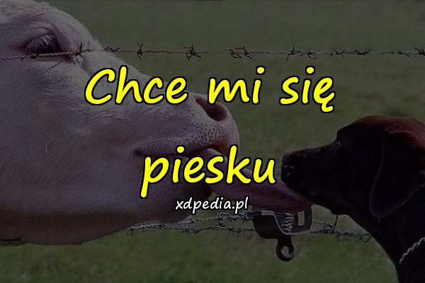 Chce mi się piesku