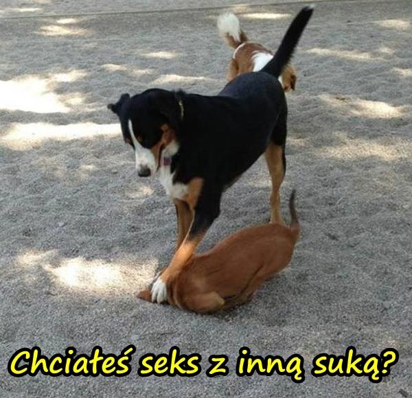 Chciałeś seks z inną suką