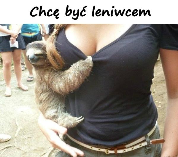 Chcę być leniwcem