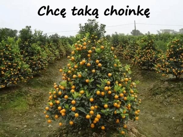 Chcę taką choinkę