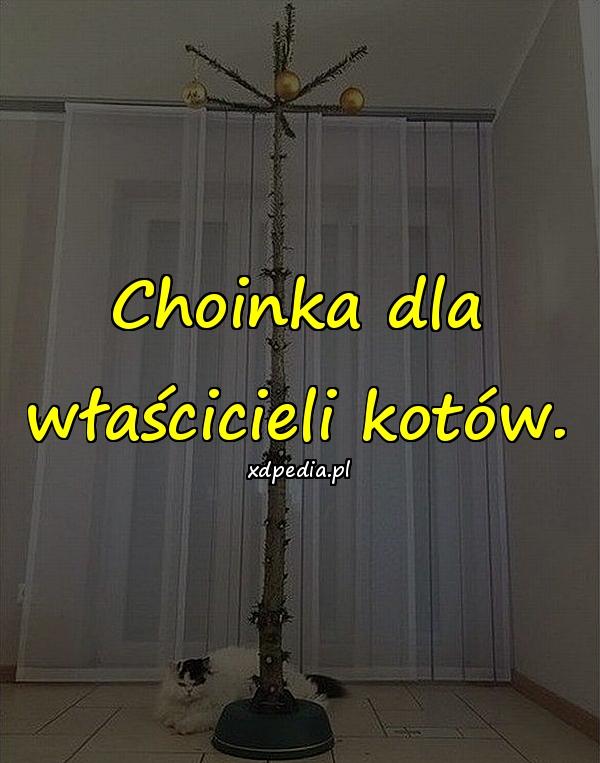 Choinka dla właścicieli kotów