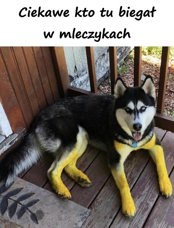 Ciekawe kto tu biegał w mleczykach