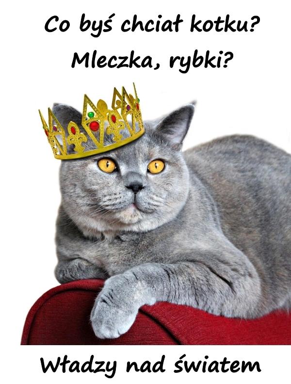 Co byś chciał kotku? Mleczka, rybki? Władzy nad światem