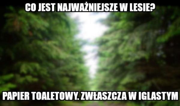 Co jest najważniejsze w lesie? Papier toaletowy, zwłaszcza