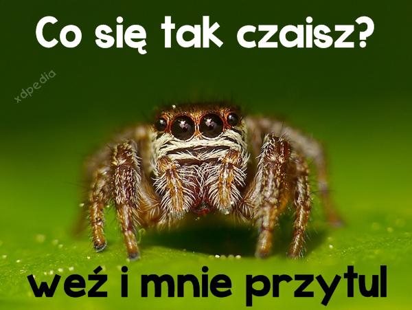 Co się tak czaisz? Weź i mnie przytul