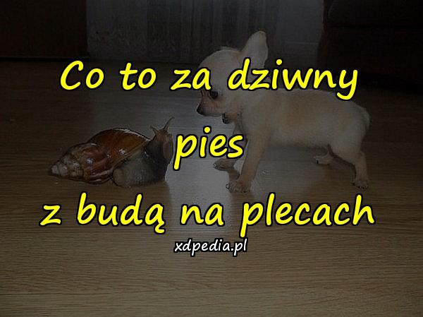 Co to za dziwny pies z budą na plecach