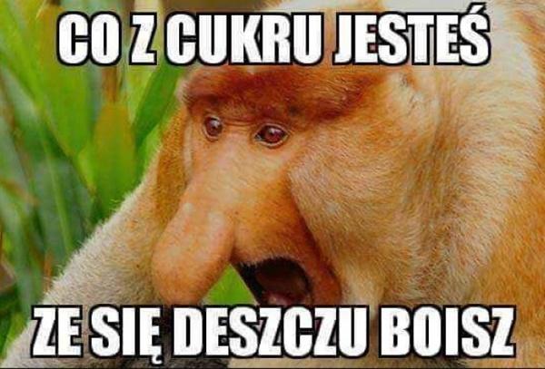 Co z cukru jesteś, że się deszczu boisz