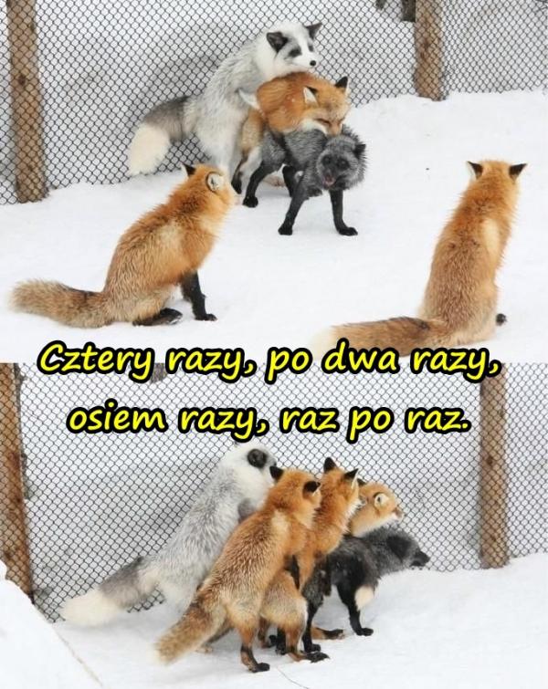 Cztery razy, po dwa razy, osiem razy, raz po raz