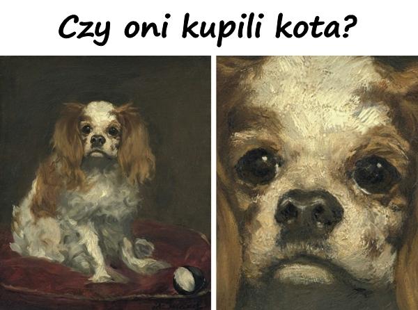 Czy oni kupili kota