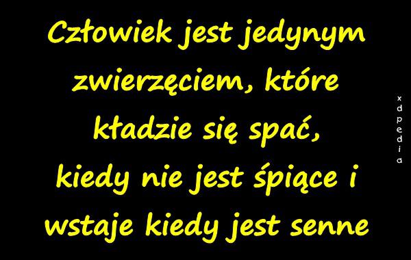 Człowiek jest jedynym zwierzęciem, które kładzie się spać