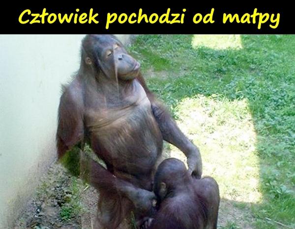 Człowiek pochodzi od małpy