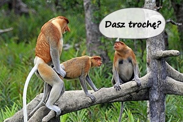 Dasz trochę