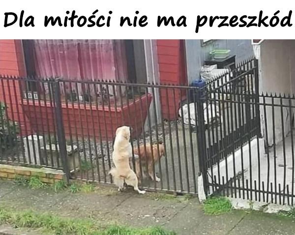 Dla miłości nie ma przeszkód