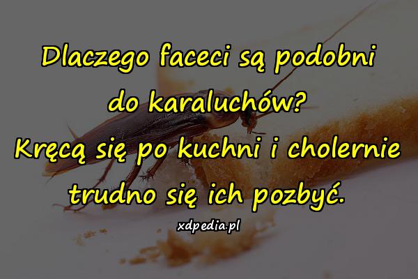 Dlaczego faceci są podobni do karaluchów? Kręcą się po