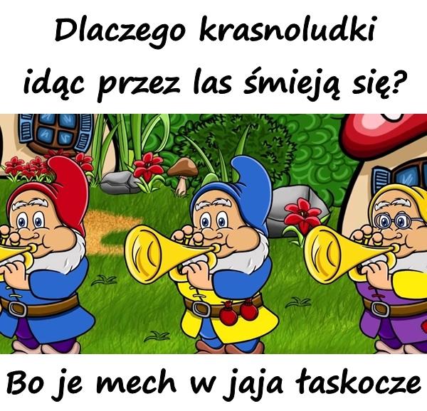 Dlaczego krasnoludki idąc przez las śmieją się? Bo je mech