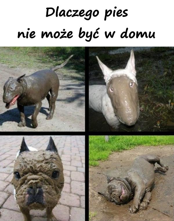 Dlaczego pies nie może być w domu