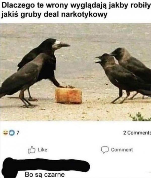 Dlaczego te wrony wyglądają jakby robiły jakiś gruby deal