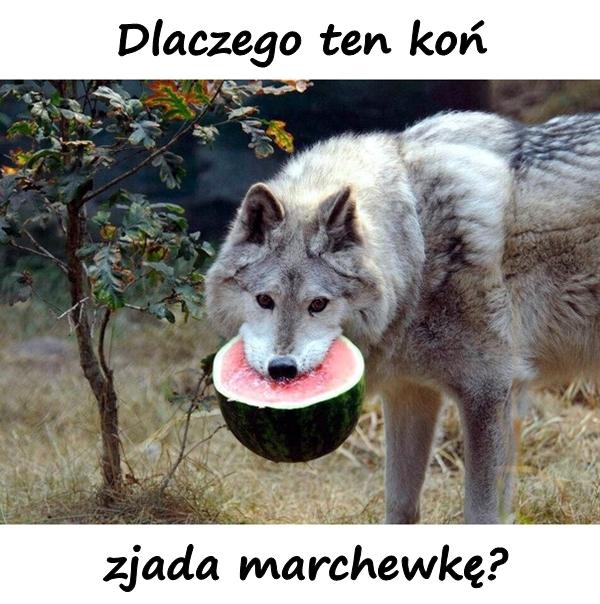 Dlaczego ten koń zjada marchewkę