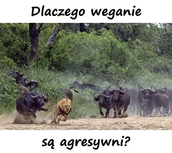 Dlaczego weganie są agresywni