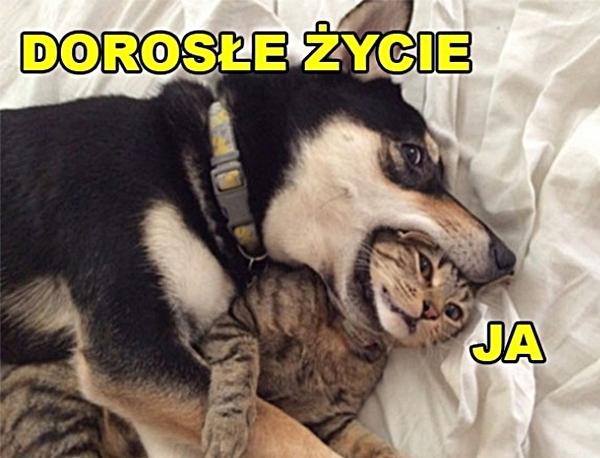 Dorosłe życie