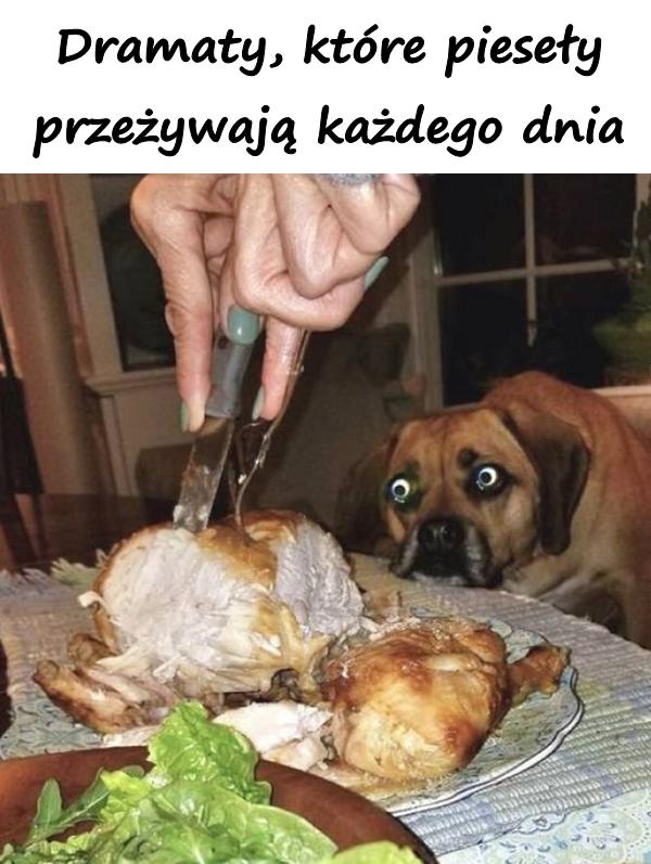 Dramaty, które pieseły przeżywają każdego dnia