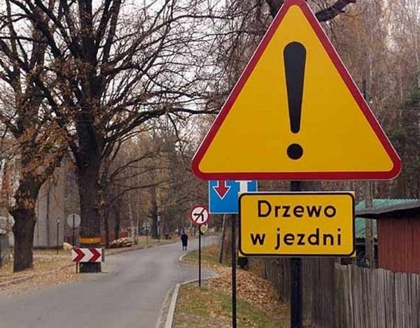 Drzewo w jezdni