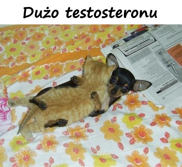 Dużo testosteronu